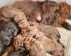 Cockapoo