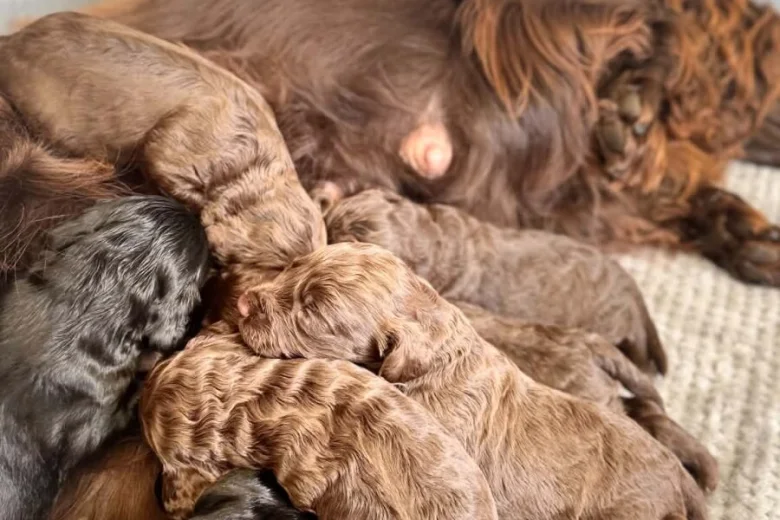 Cockapoo