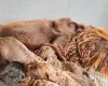 Cockapoo