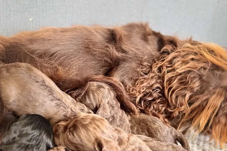 Cockapoo