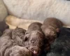Cockapoo