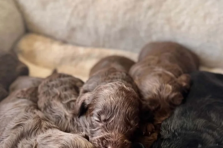 Cockapoo