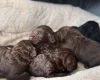 Cockapoo