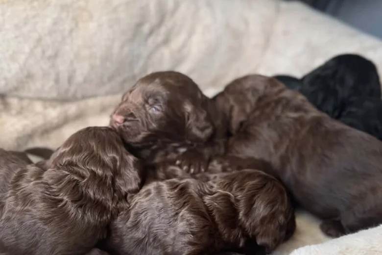 Cockapoo