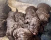 Cockapoo