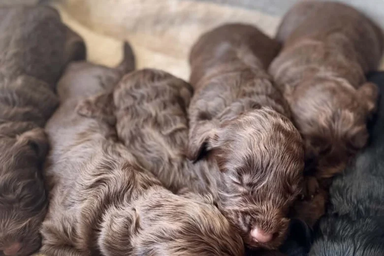 Cockapoo