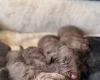 Cockapoo