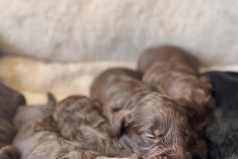 Cockapoo
