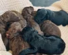 Cockapoo
