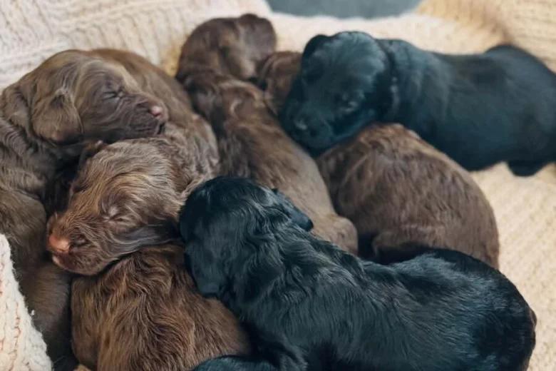 Cockapoo