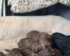Cockapoo