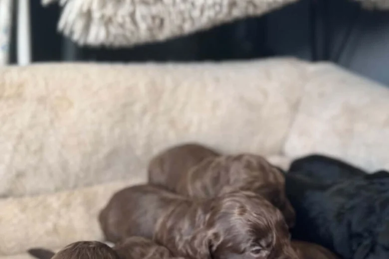 Cockapoo