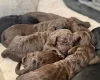 Cockapoo