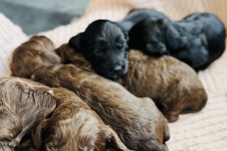 Cockapoo