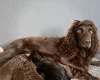 Cockapoo