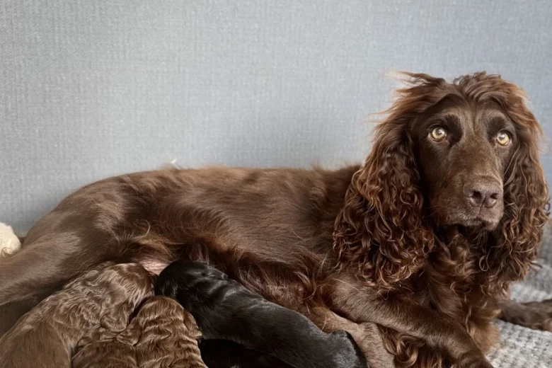 Cockapoo