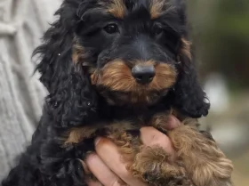 Cockapoo