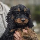 Cockapoo