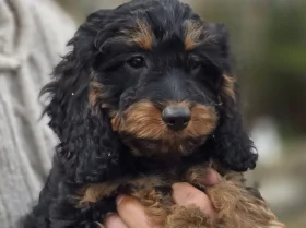 Cockapoo