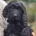 Cockapoo