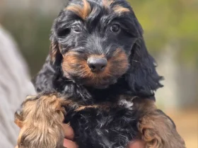 Cockapoo