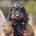 Cockapoo