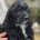 Cockapoo