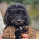 Cockapoo