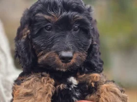 Cockapoo