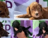Cockapoo