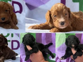 Cockapoo