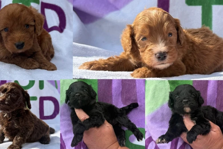 Cockapoo
