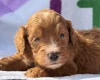 Cockapoo