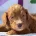 Cockapoo