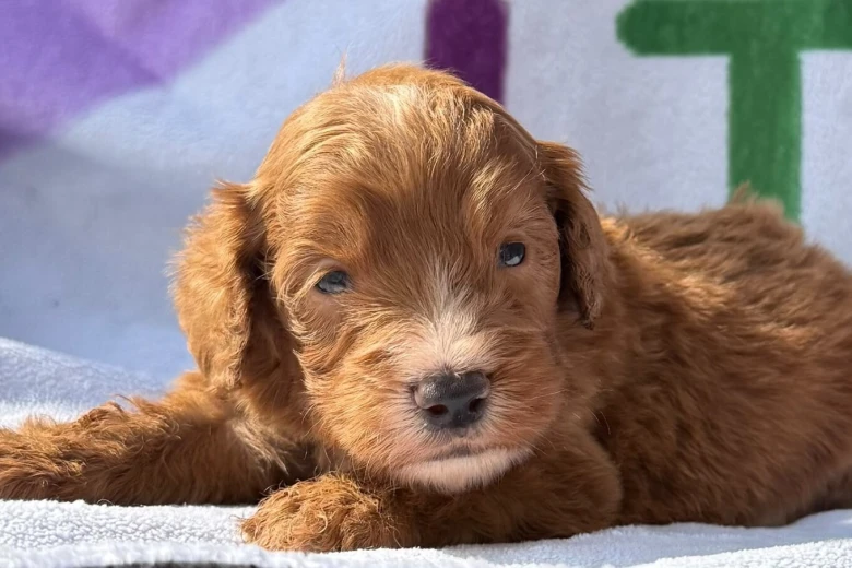 Cockapoo
