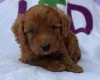 Cockapoo