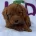Cockapoo
