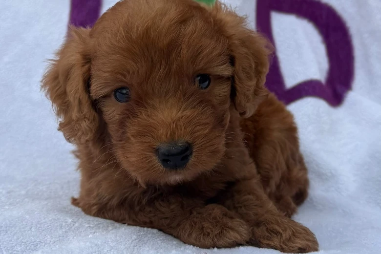Cockapoo