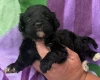 Cockapoo