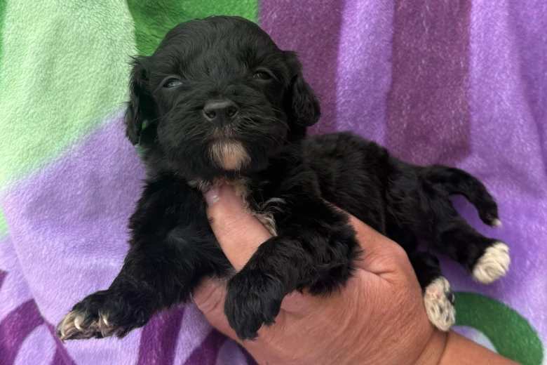 Cockapoo