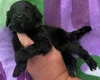 Cockapoo