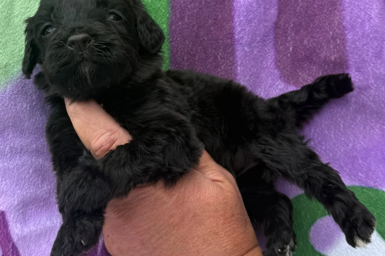 Cockapoo