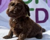 Cockapoo