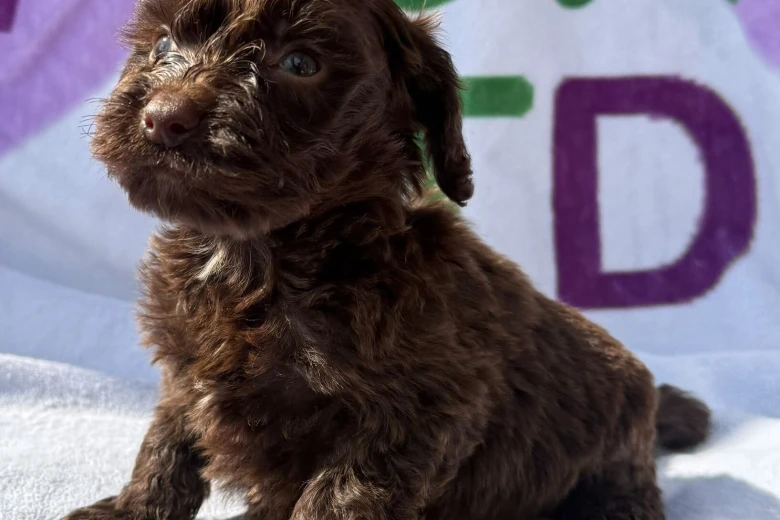 Cockapoo