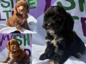 Cockapoo