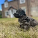 Cockapoo