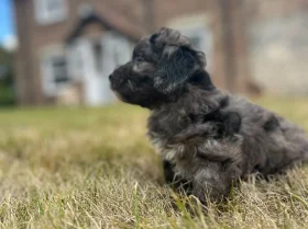 Cockapoo