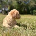 Cockapoo