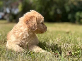 Cockapoo