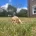 Cockapoo